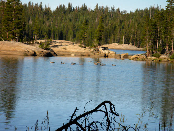 Lake Alpine in the morning with Geese.
